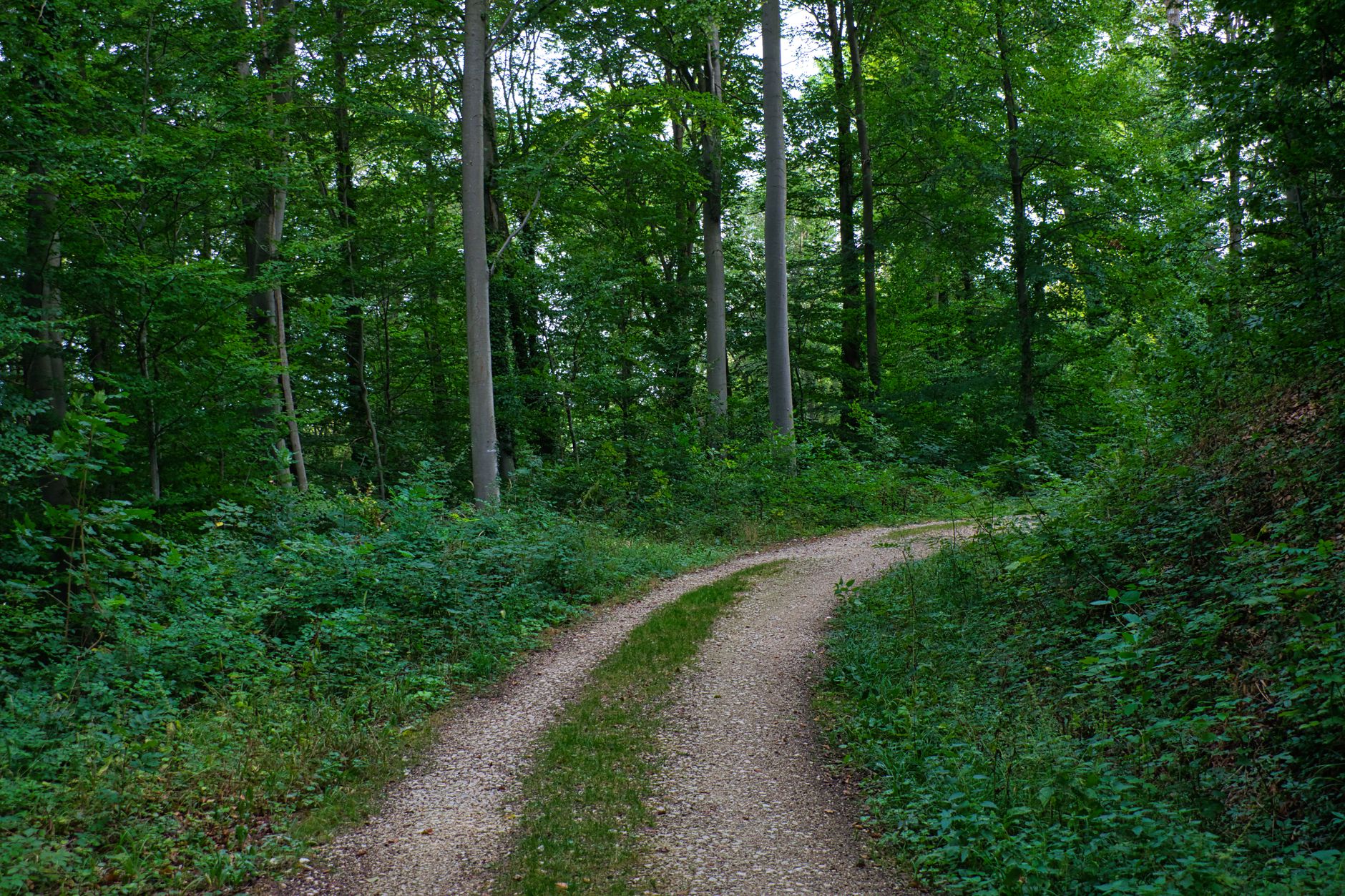 Opening new paths in aging research