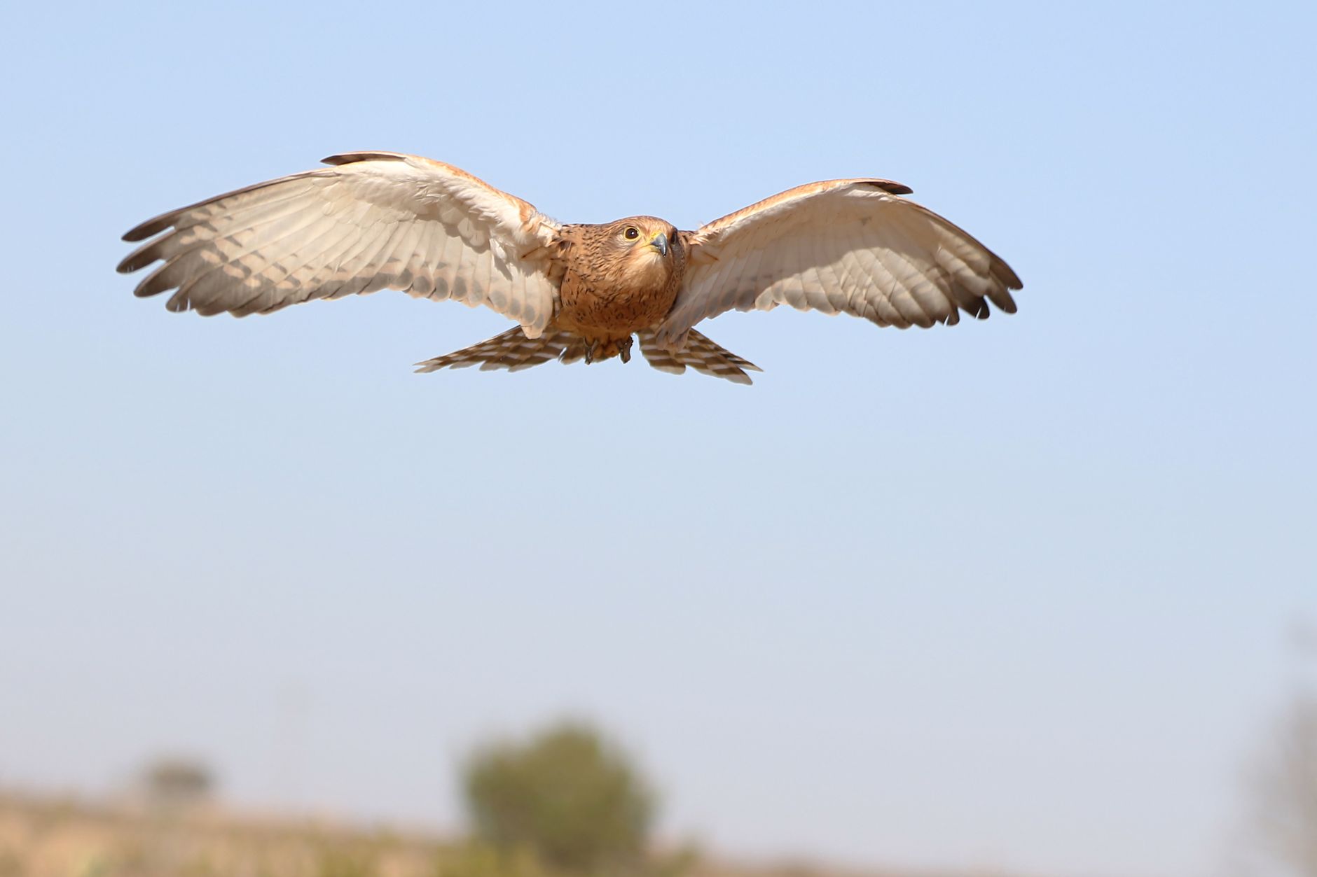 Falcon Perception is Scaling Next-Gen Cognitive Architectures