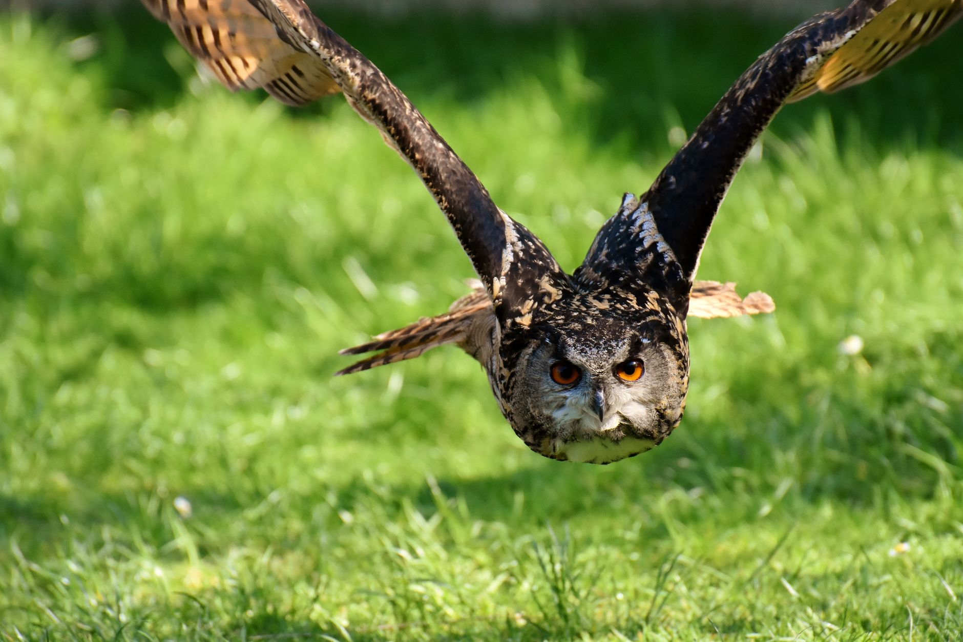 Liberate your OpenClaw: The New Frontier in Autonomous Systems