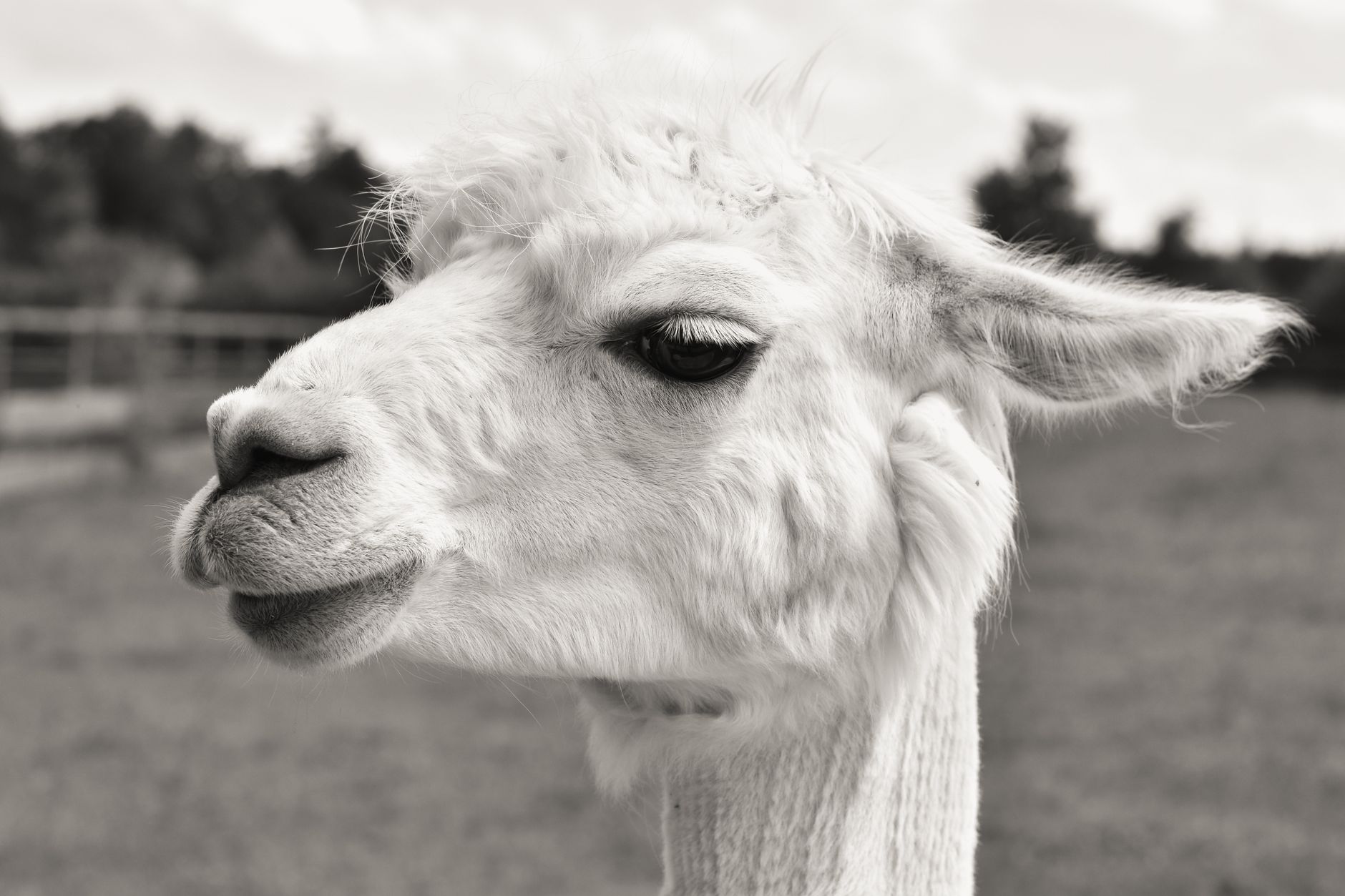 GGML and llama.cpp join HF to ensure the long-term progress of Local AI