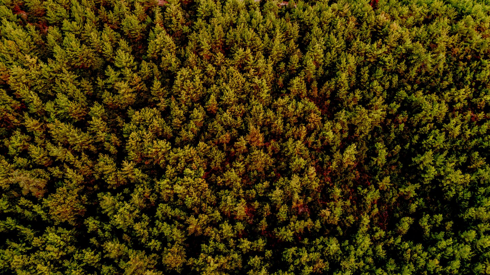 Why Random Forest Needs to Be This Random
