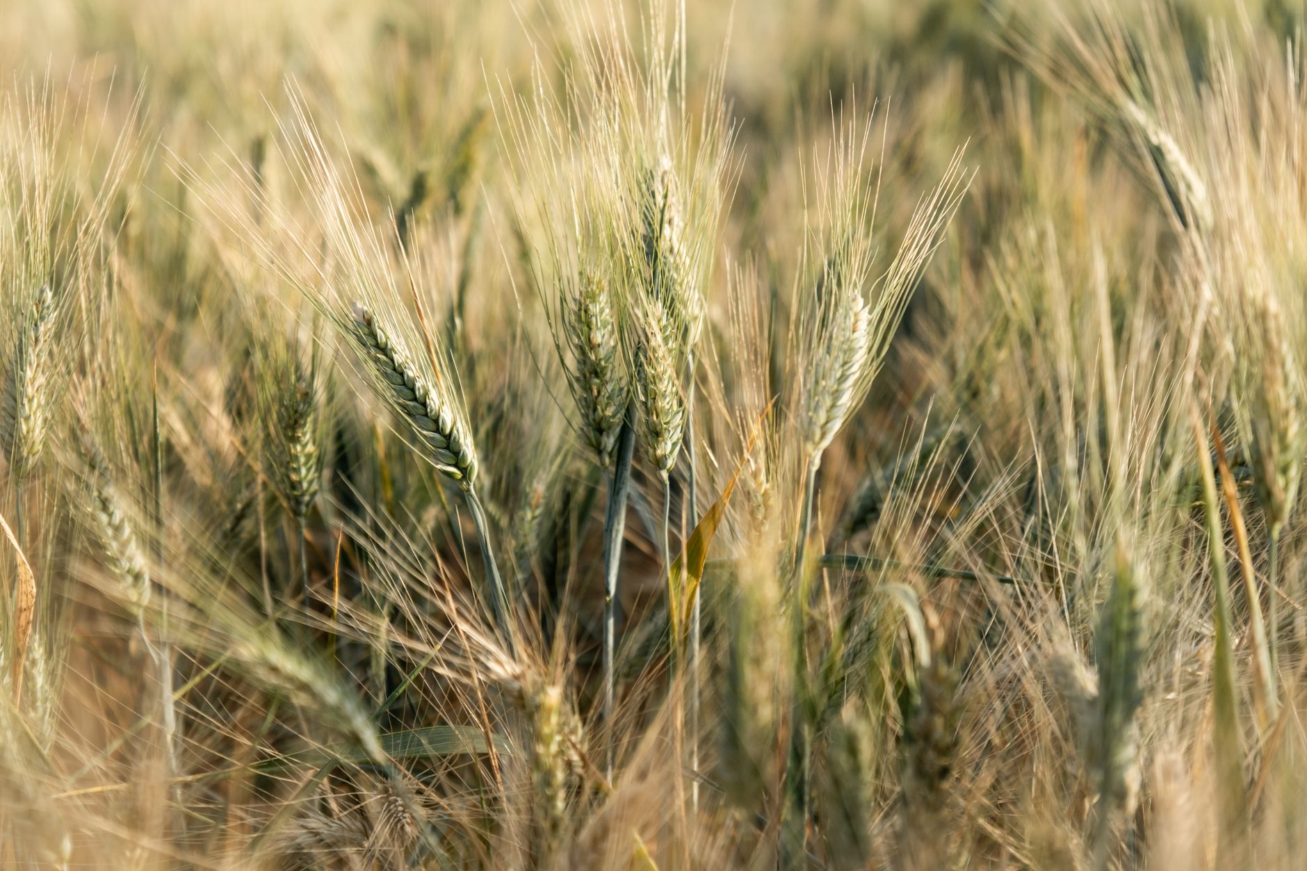 Engineering more resilient crops for a warming climate
