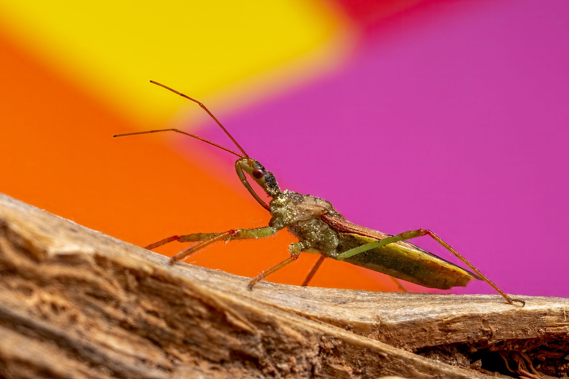 GPT-5.5 Bio Bug Bounty