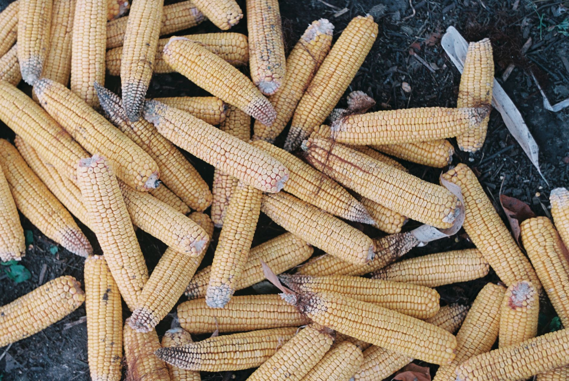 Introducing @huggingface/kernels: 200+ WebGPU Kernels for Local AI