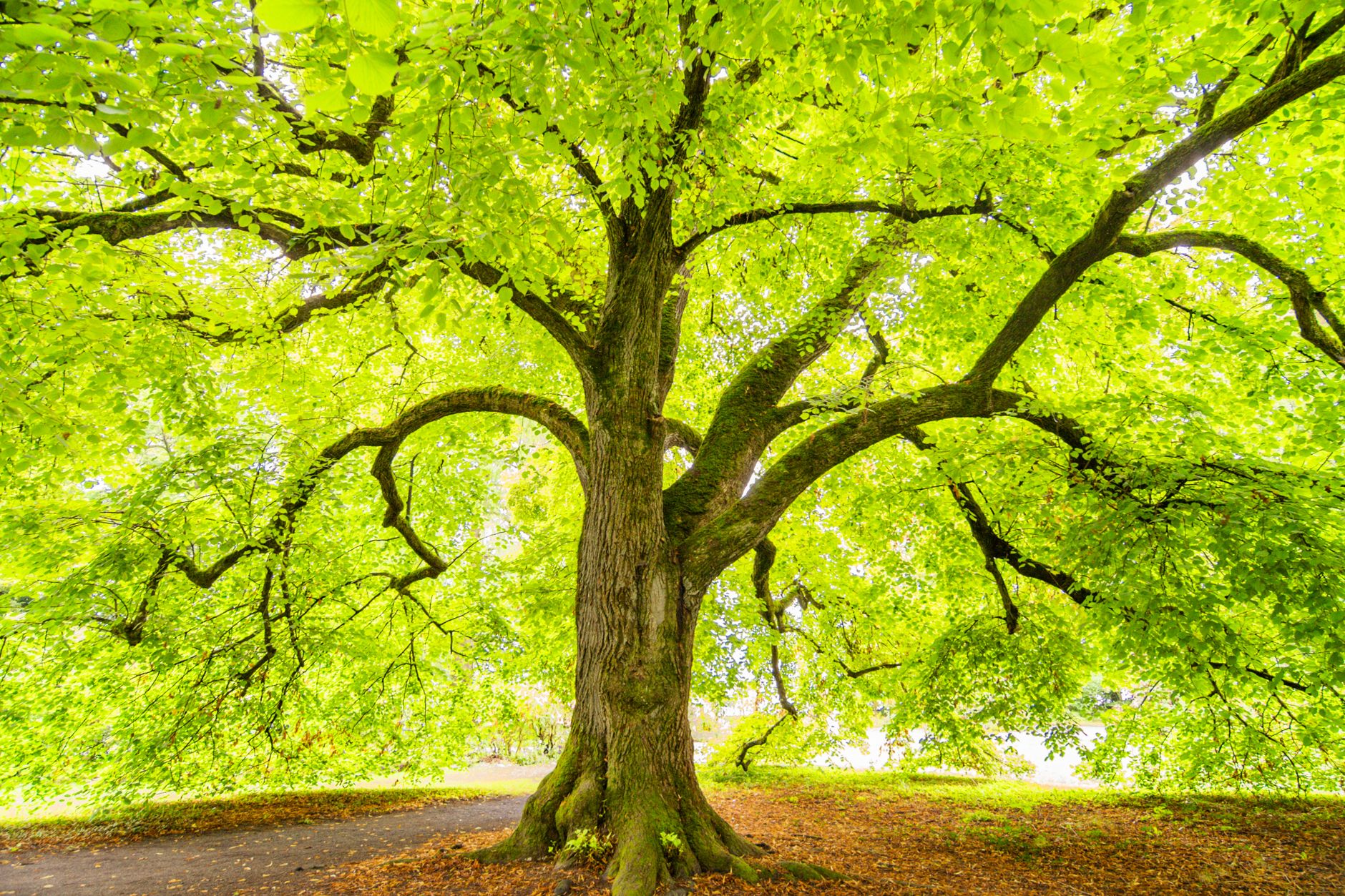 Chain of Thought vs. Tree of Thoughts: Which is Best for AI Agents?