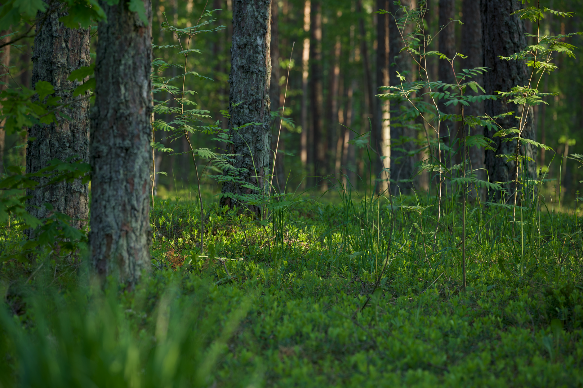 Biome and the Future of JavaScript Tooling