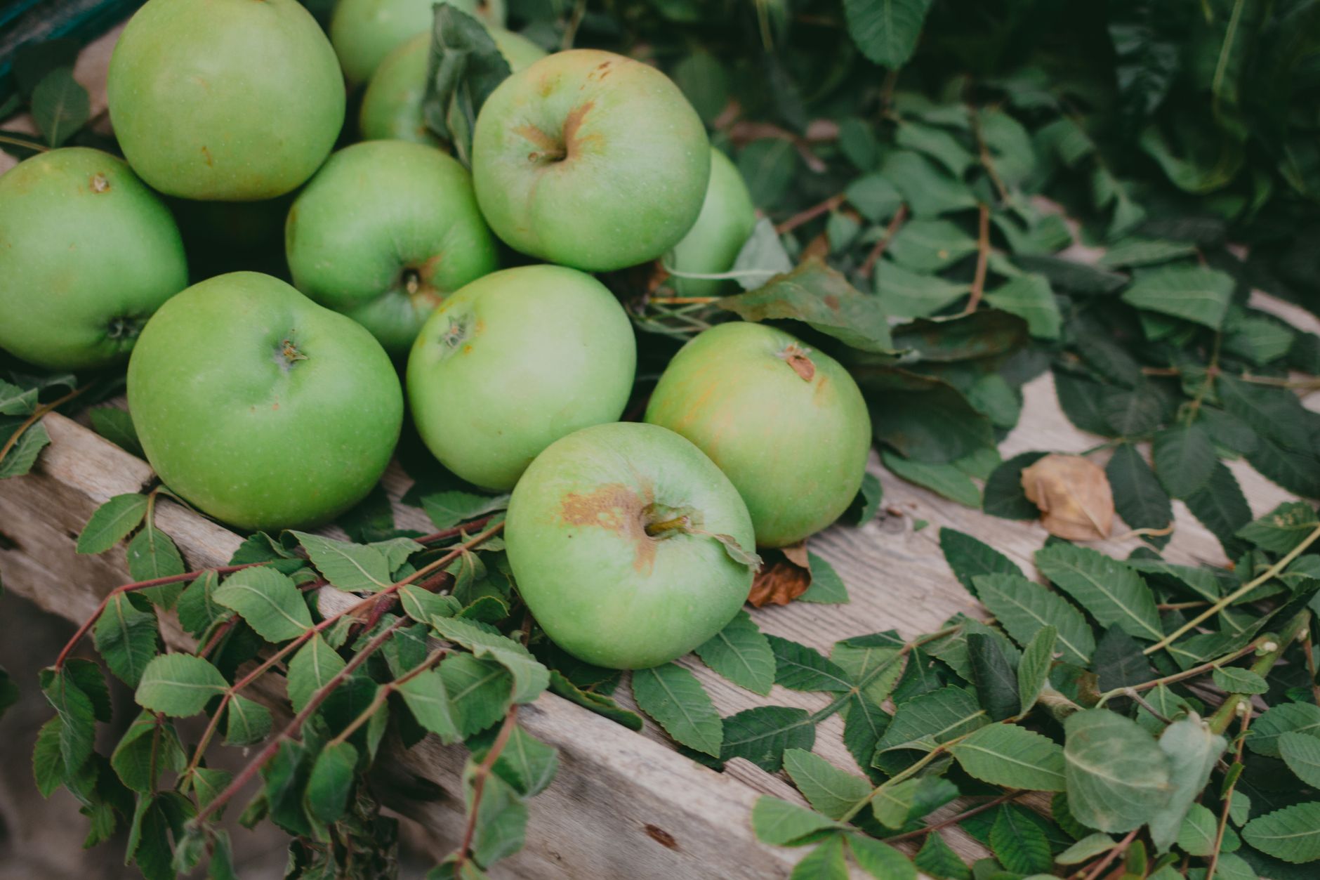 SED News: Apple’s AI Problem, The Real Business Model of AI, and Token Cost Reckoning