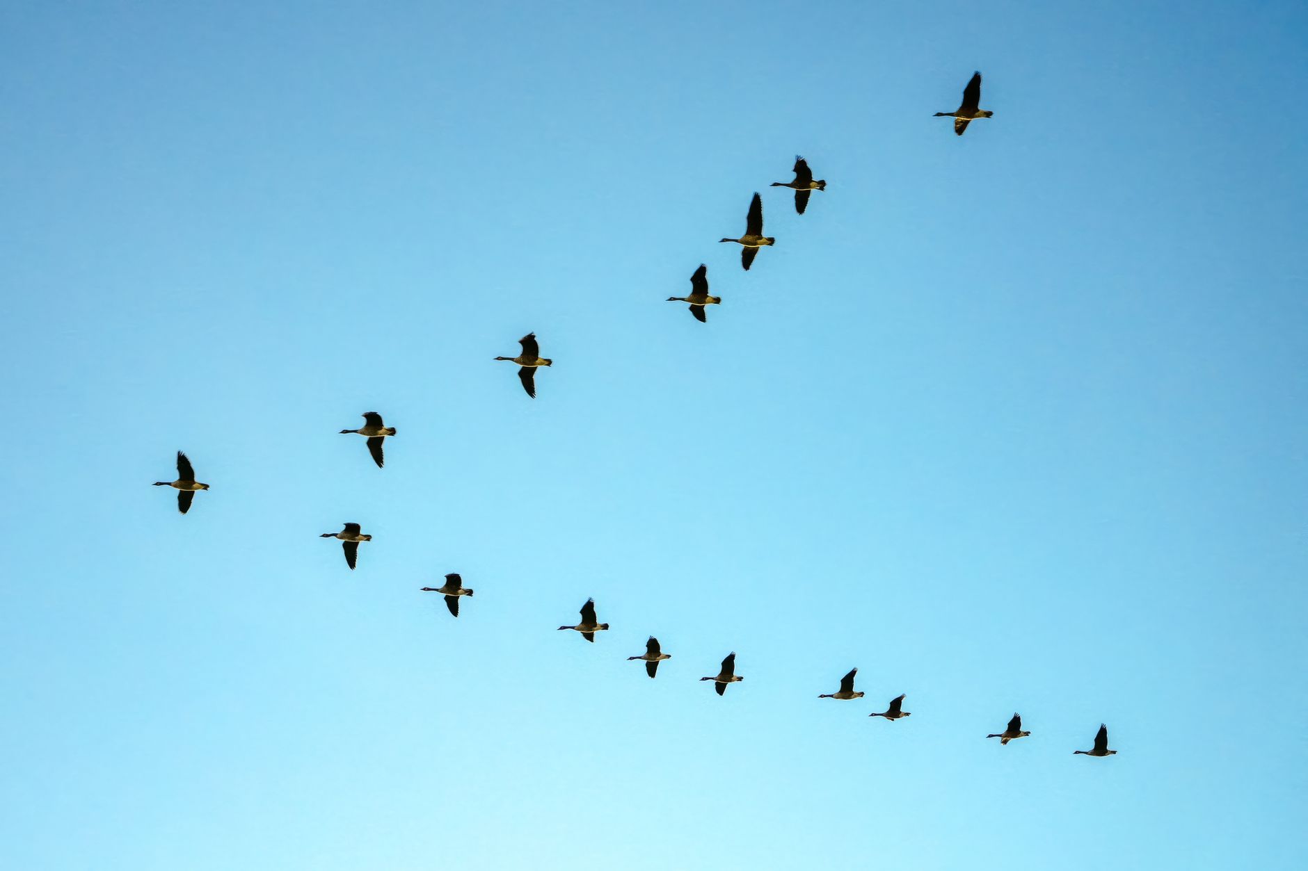 Birds Don't Fly Like Planes. Neither Does AI.