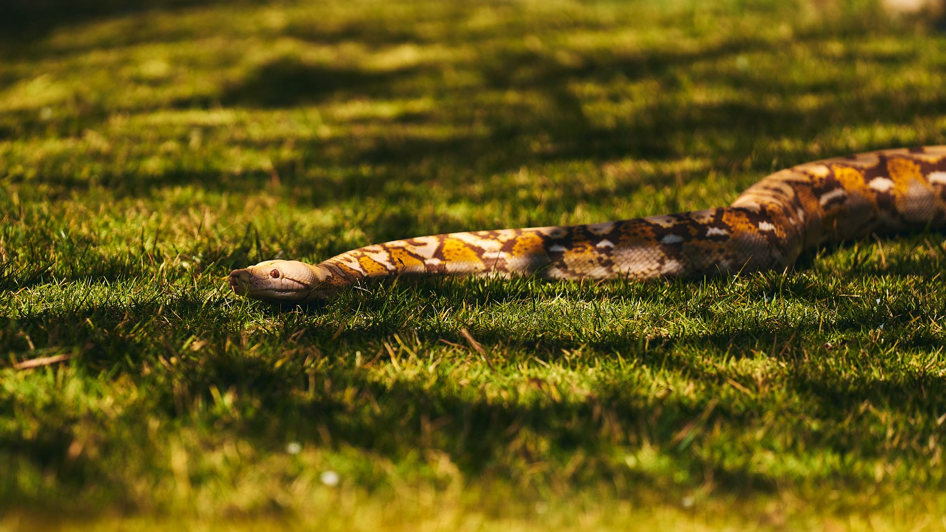 Python projects now support routing rules
