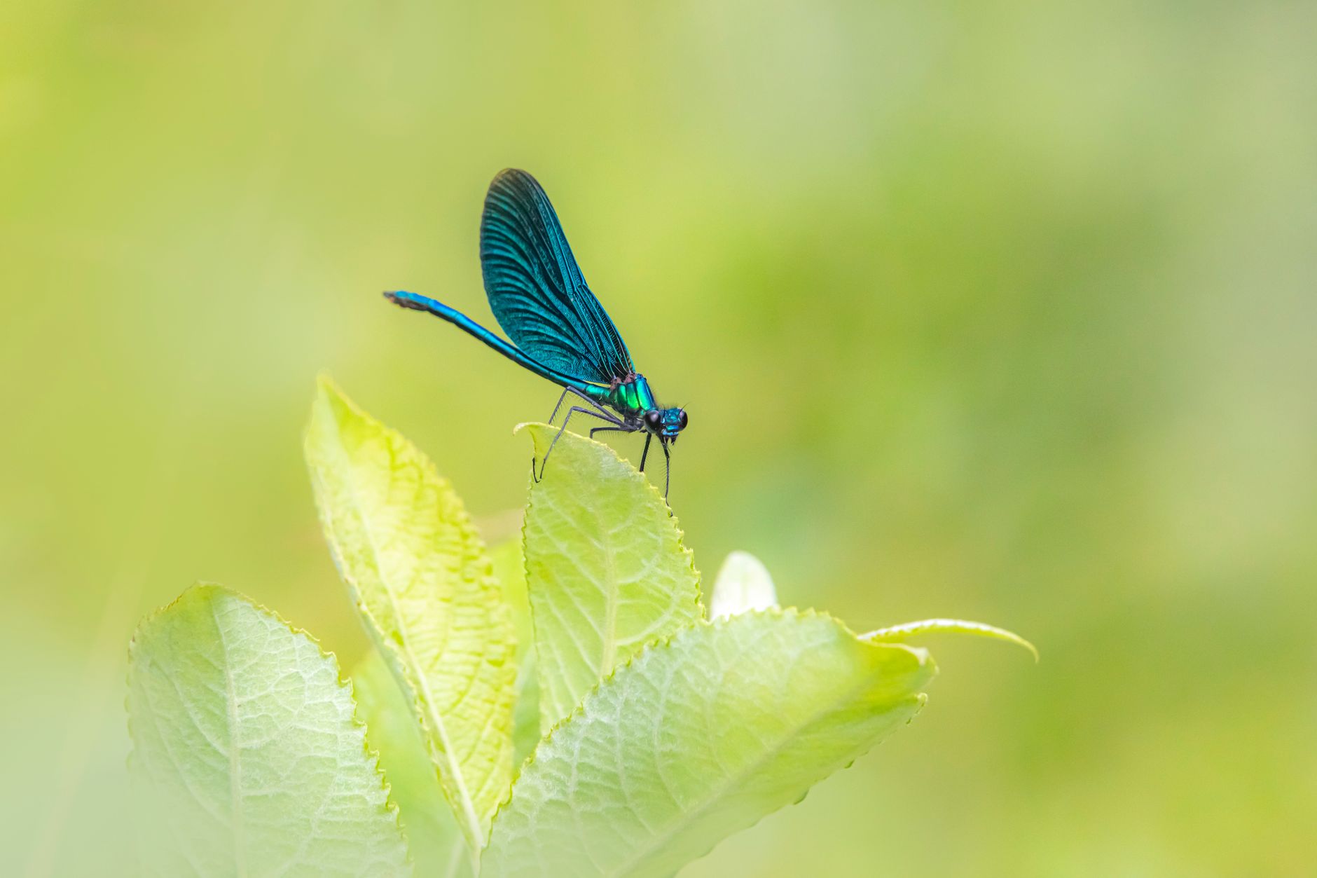 Getting started with Mantis, our open-source bug finding-and-fixing harness