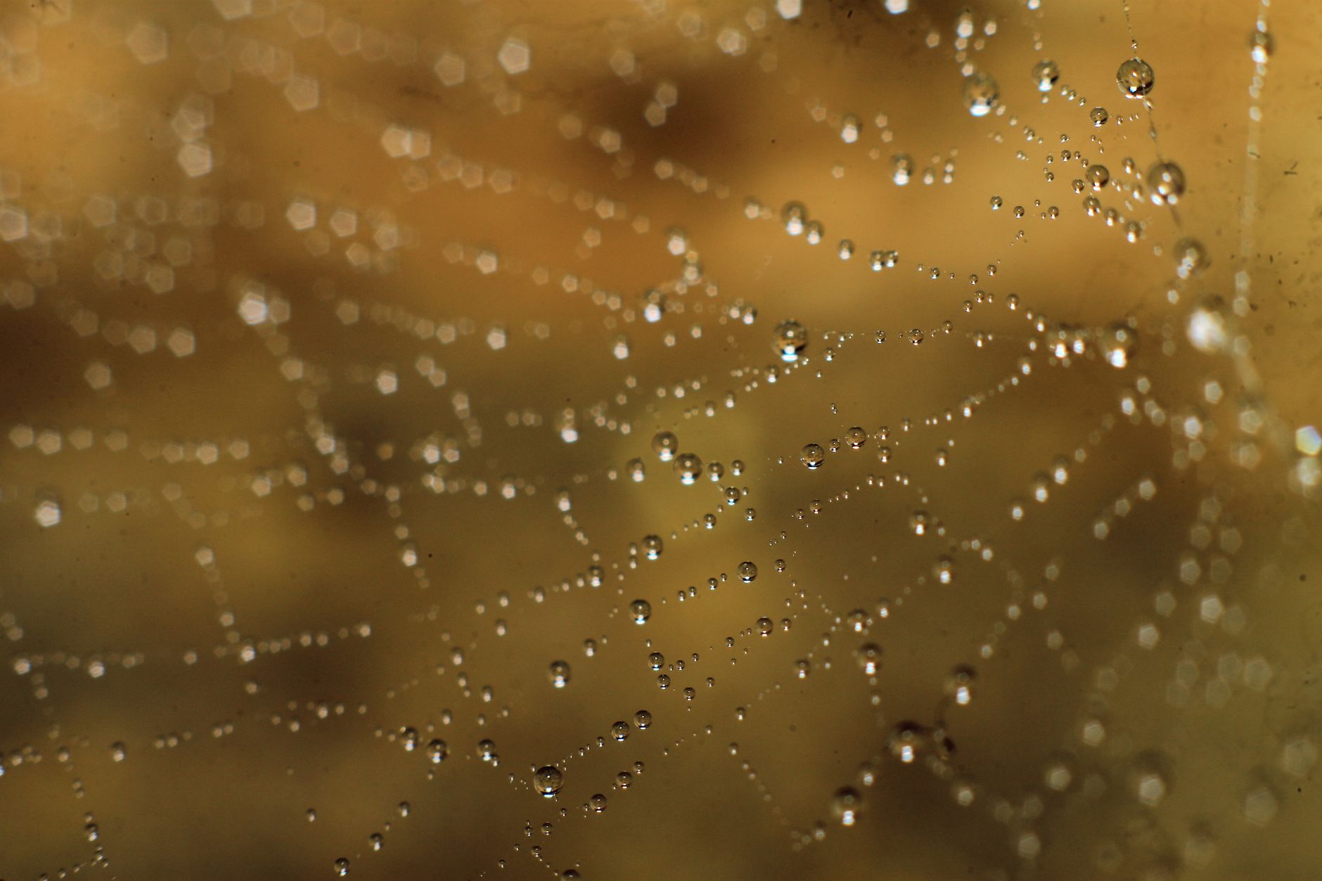 ChainDrop Worm Hits 400+ npm Packages with Two Billion Monthly Installs