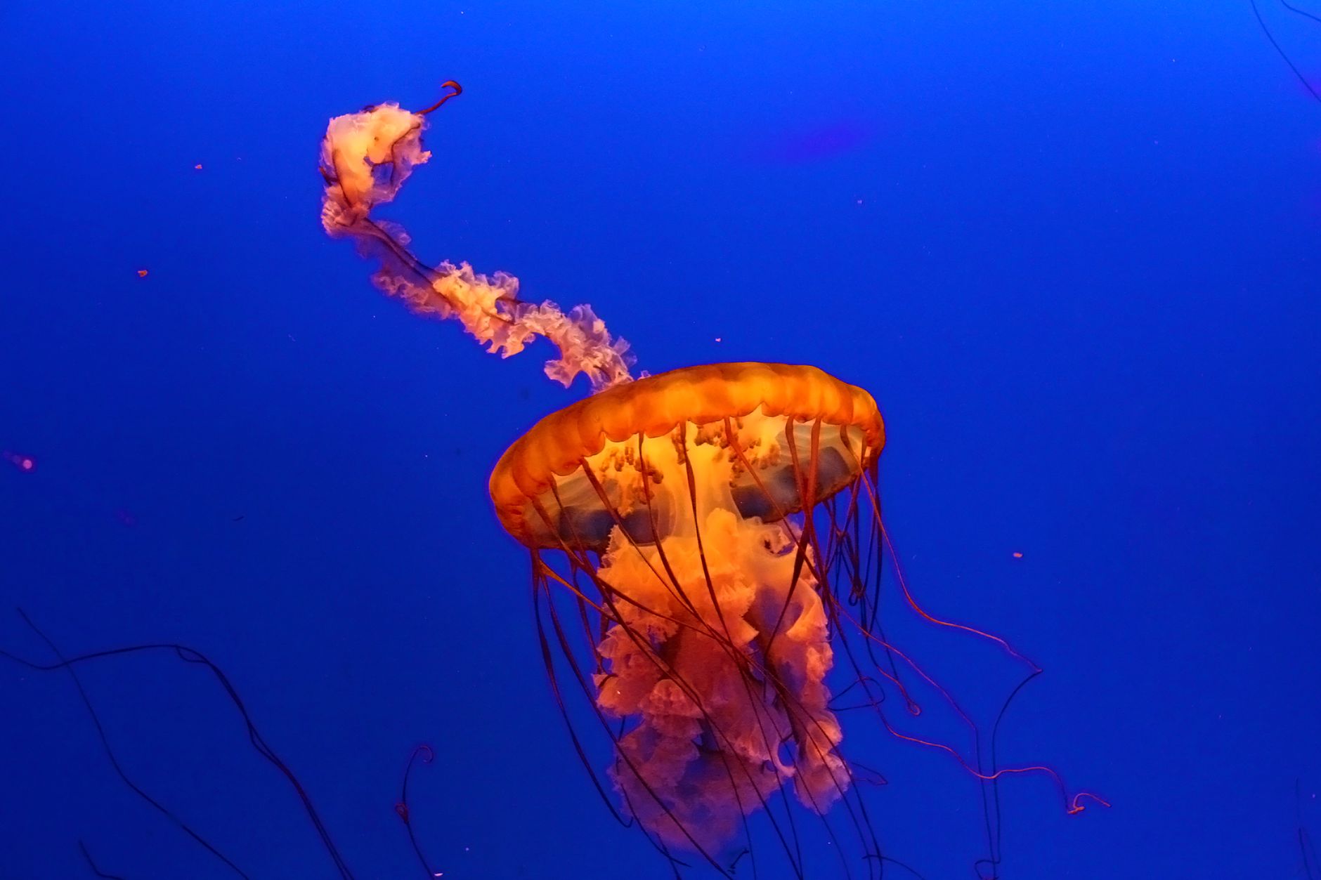 Friday Squid Blogging: Arctic Bobtail Squid Video