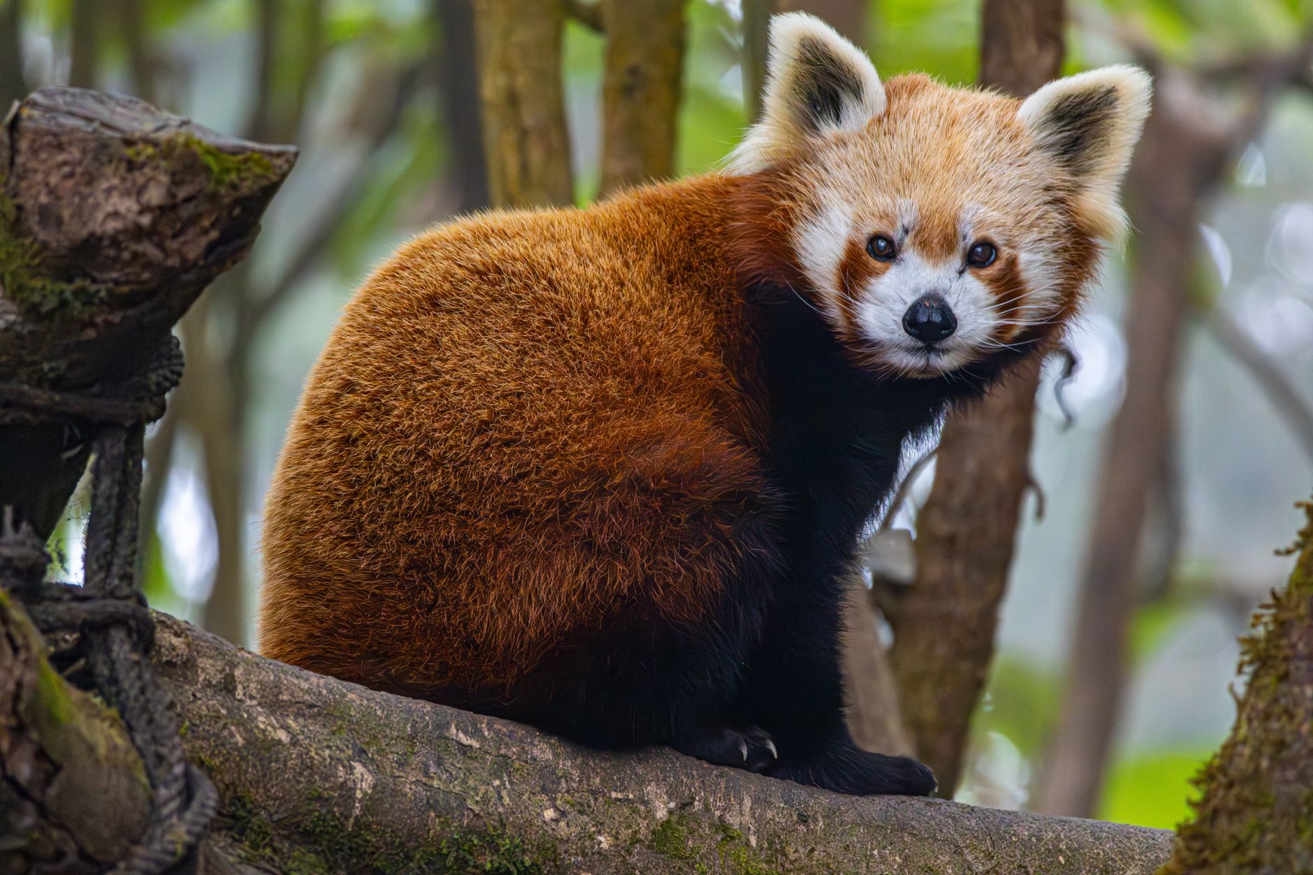 Mozilla Revokes Firefox and Thunderbird Linux Signing Key After Key Lands in Private Repo