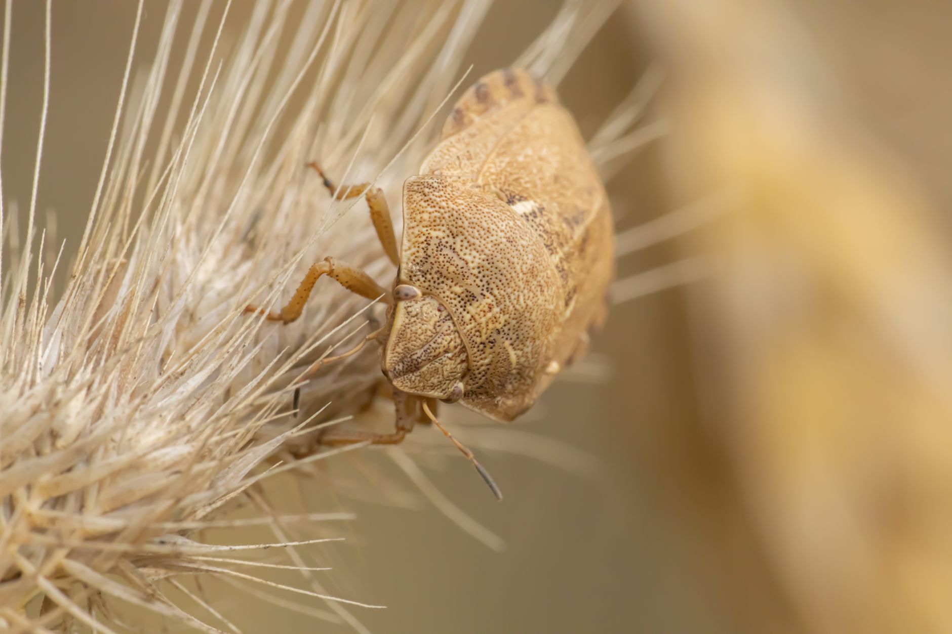 WindRelay Malware Pairs With SpyNote RAT in Live-Call Scam