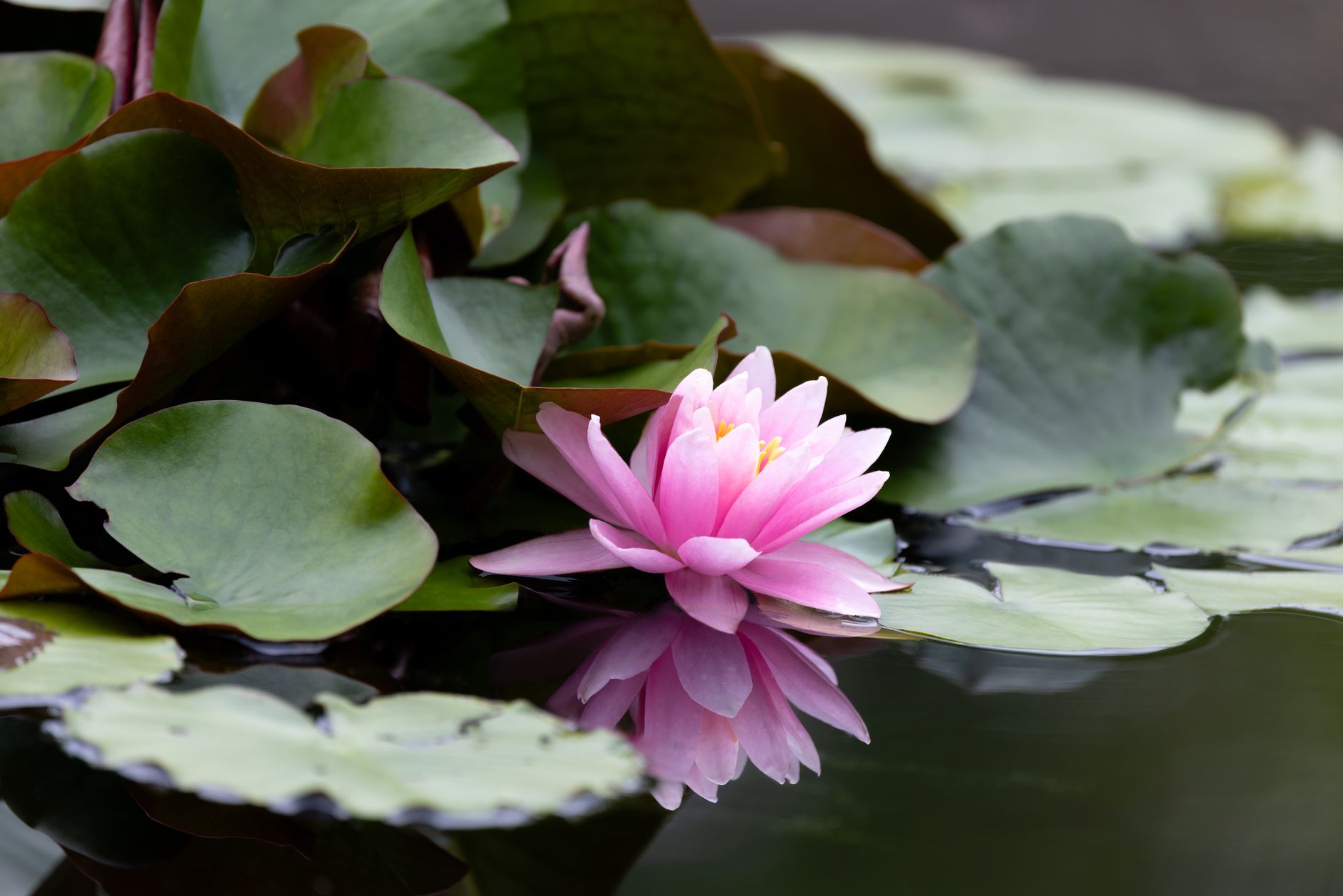 OceanLotus: From external espionage to domestic targeting