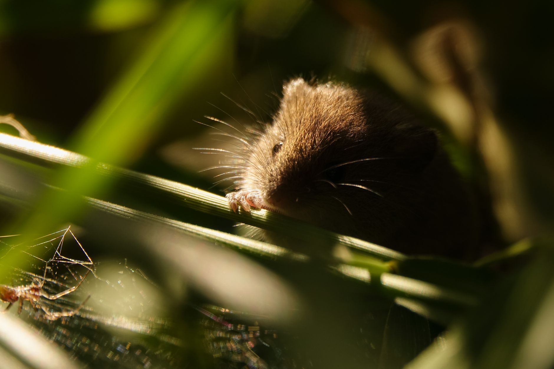 BTMOB: A stealthy RAT burrowing deep into Android devices