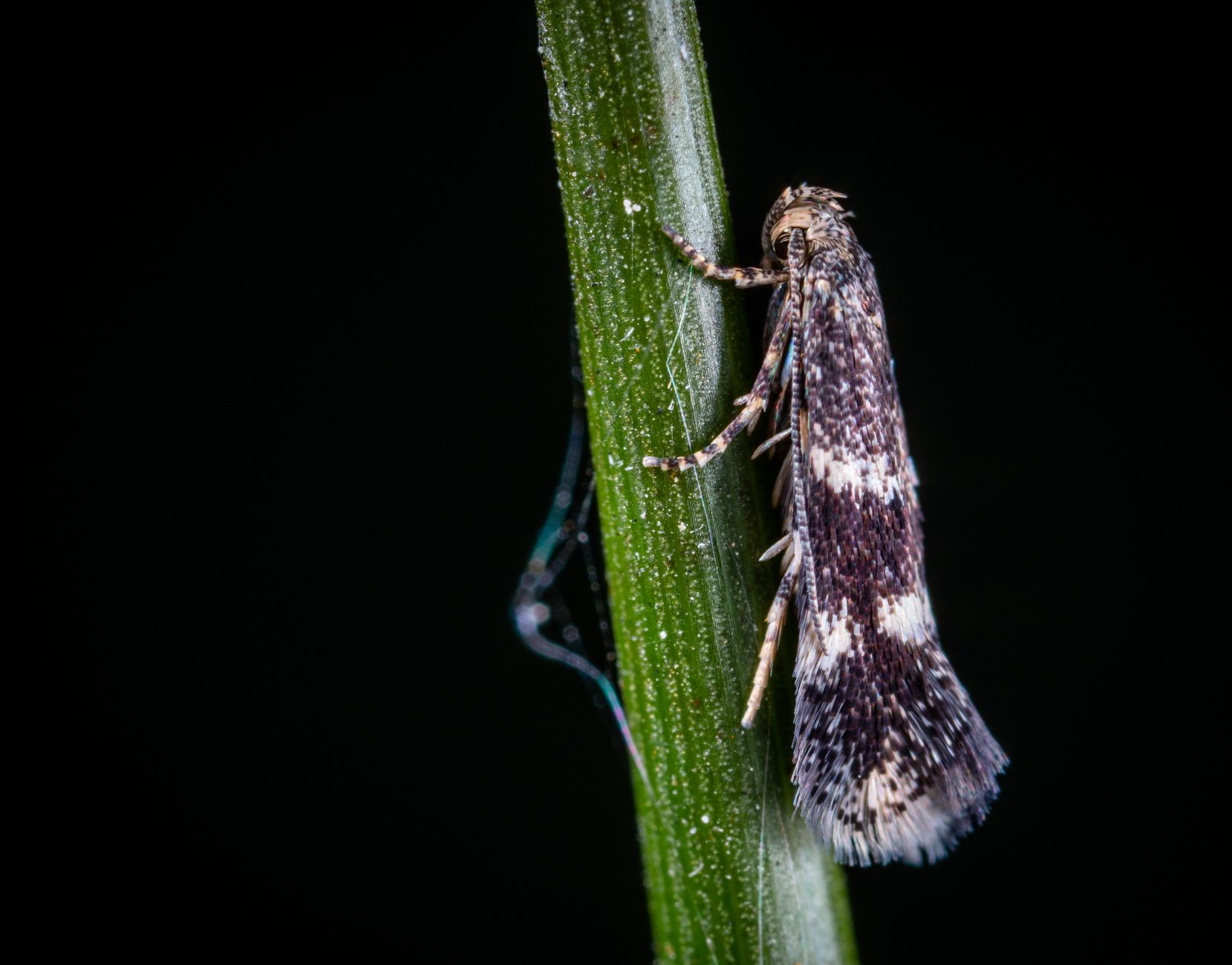 Webworm: New burrowing techniques