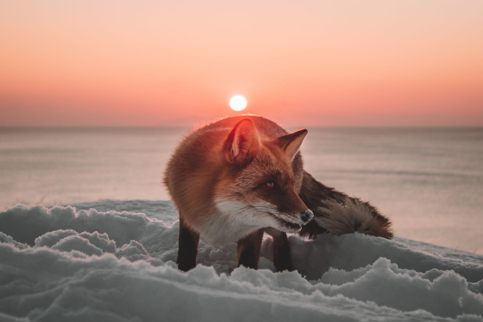 40 Malicious Firefox Extensions Pose as Web3 Products to Steal Wallet Secrets