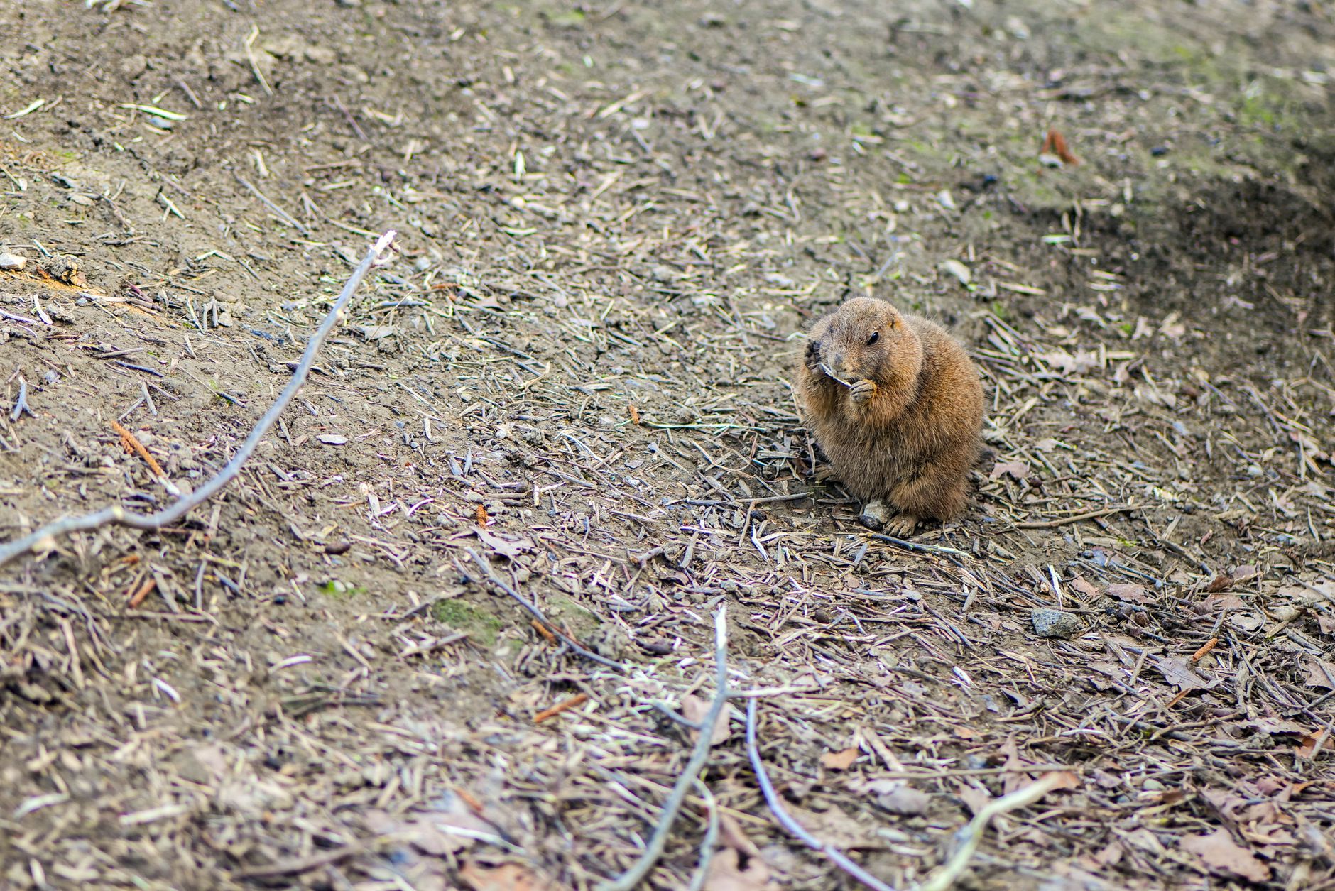 GopherWhisper: A burrow full of malware