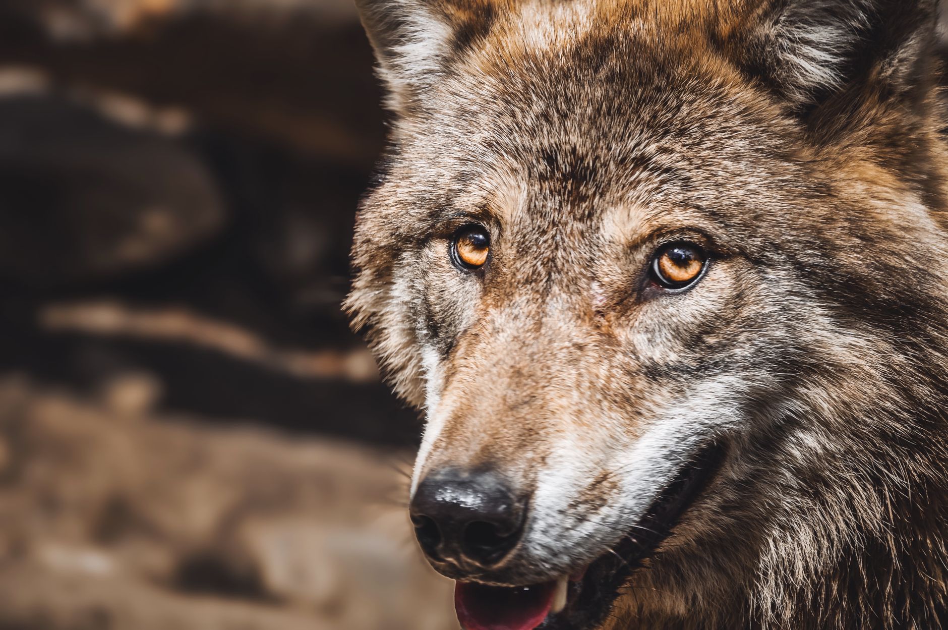 A cunning predator: How Silver Fox preys on Japanese firms this tax season