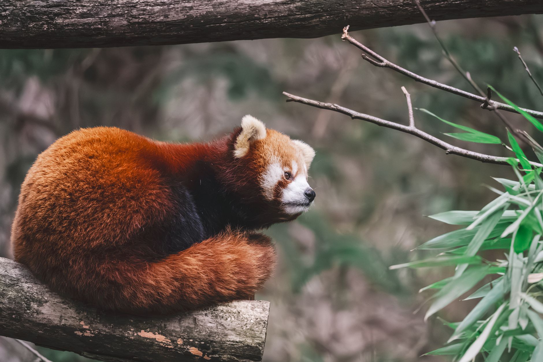 ToxicPanda 2.0 can take over your Android phone and banking apps
