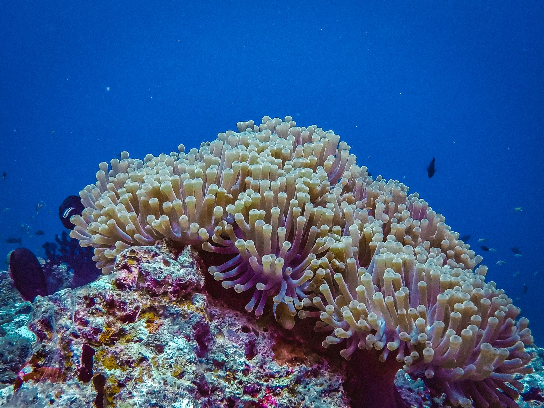 Finding Nemo(Claw): Networking Issue Allows for LLM Poisoning in OpenClaw
