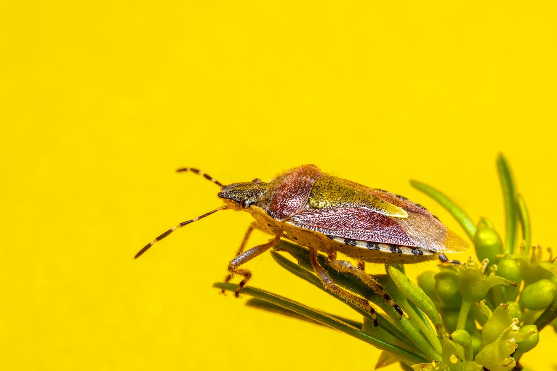 N-able Bug Exposes Password Vault Master Keys