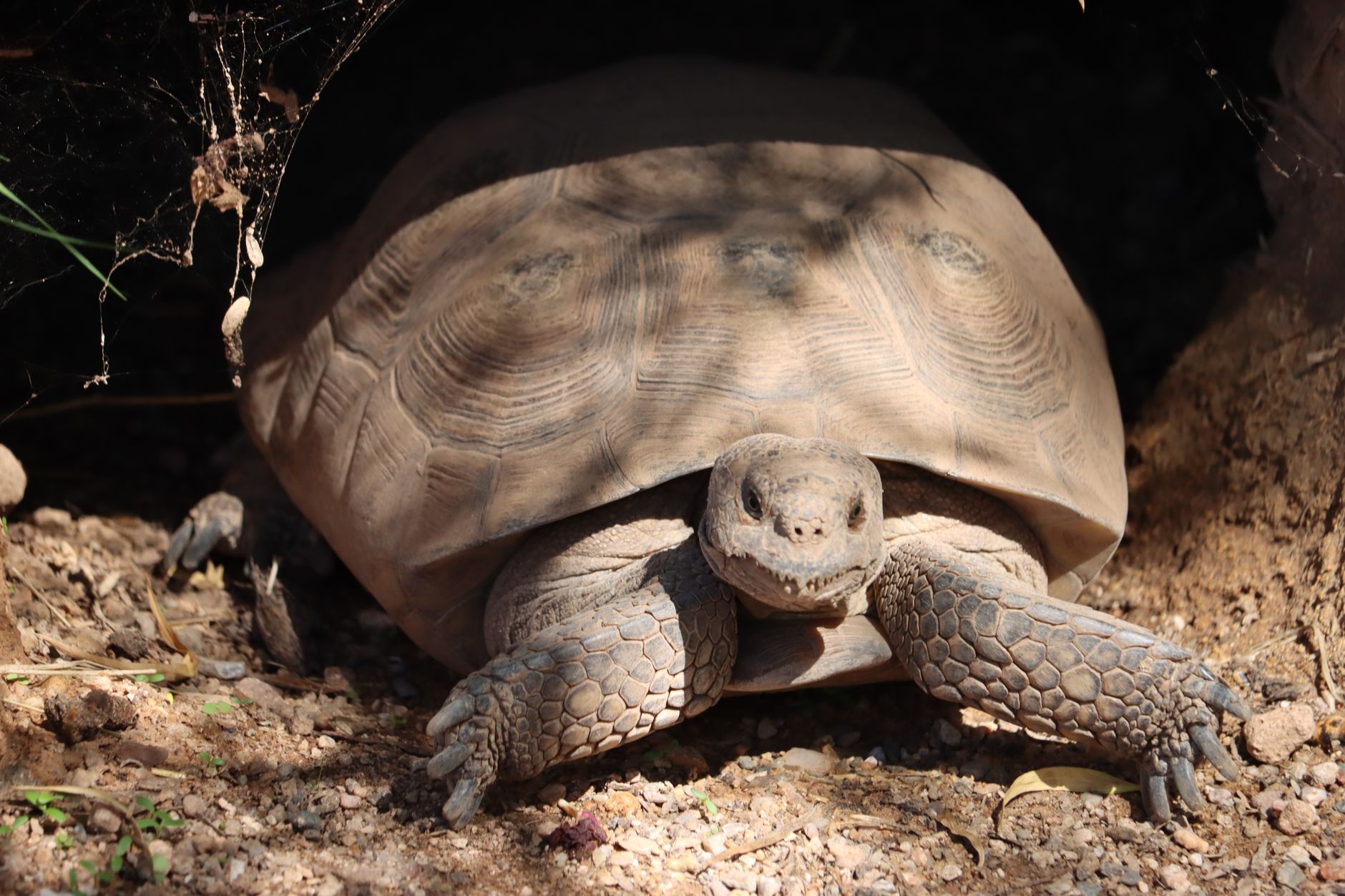 Tortoiseshell Expands Malware Toolset With New Backdoor, SSH Tunnel