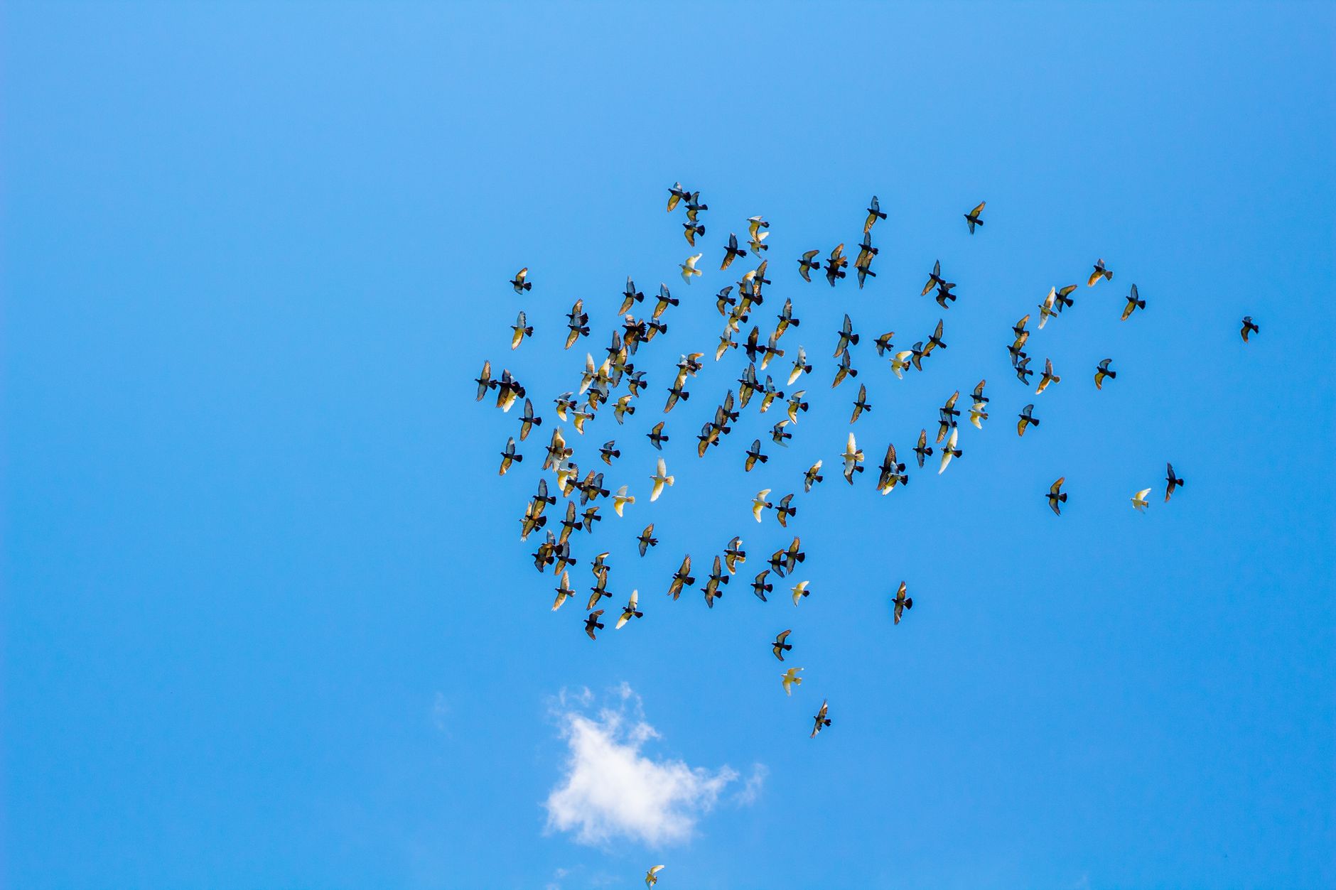 Flock wants privacy to meet surveillance halfway