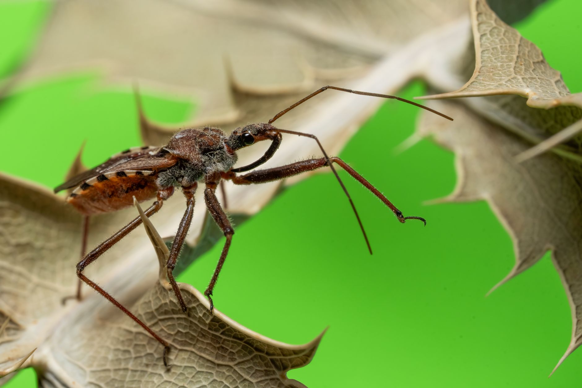 The Vulnpocalypse Is Repricing the Bug Bounty Economy