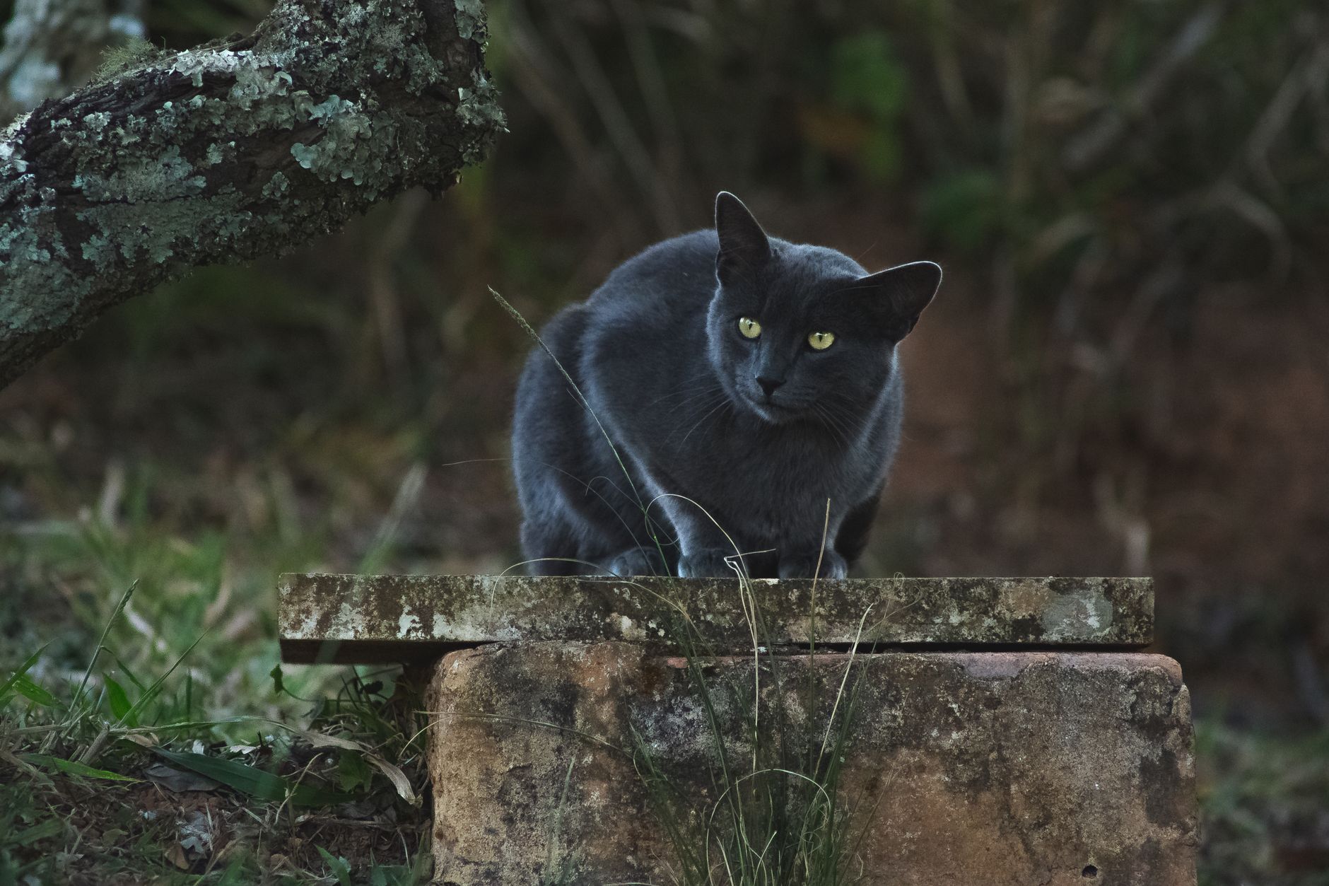 Dark Caracal Adds New Malware to Cyber Espionage Arsenal