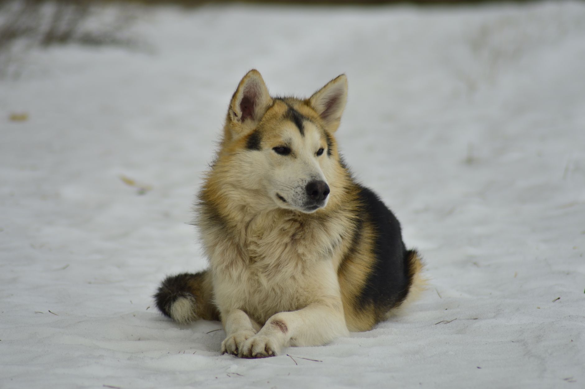 Dogged Russia-based botnet dismantled after 23-year run