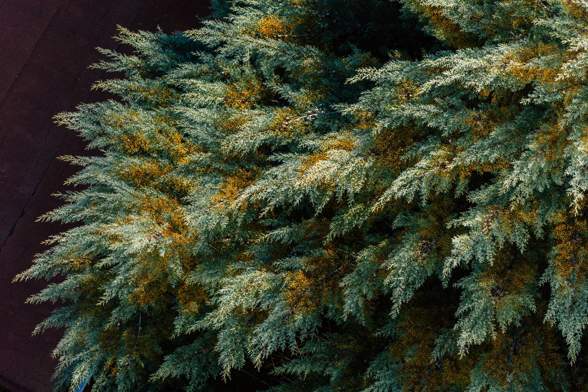 Sequoia doubles down on Cymphony as AI agents create new enterprise security risks
