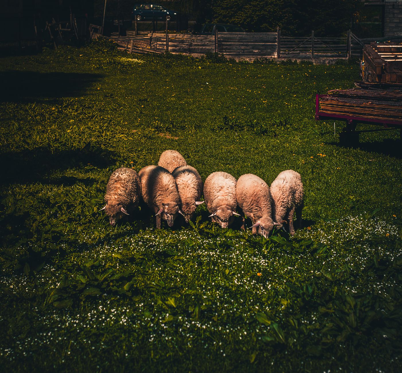 The Download: Flock’s new rules, cloning’s future, and children’s cells