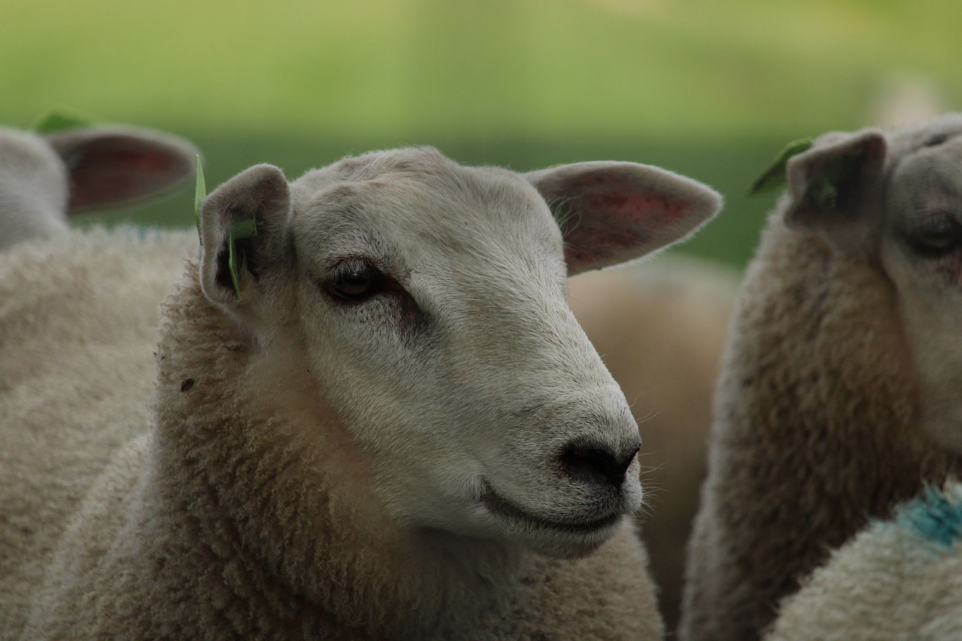 Cloning could be used to save species—or make human “organ sacks”