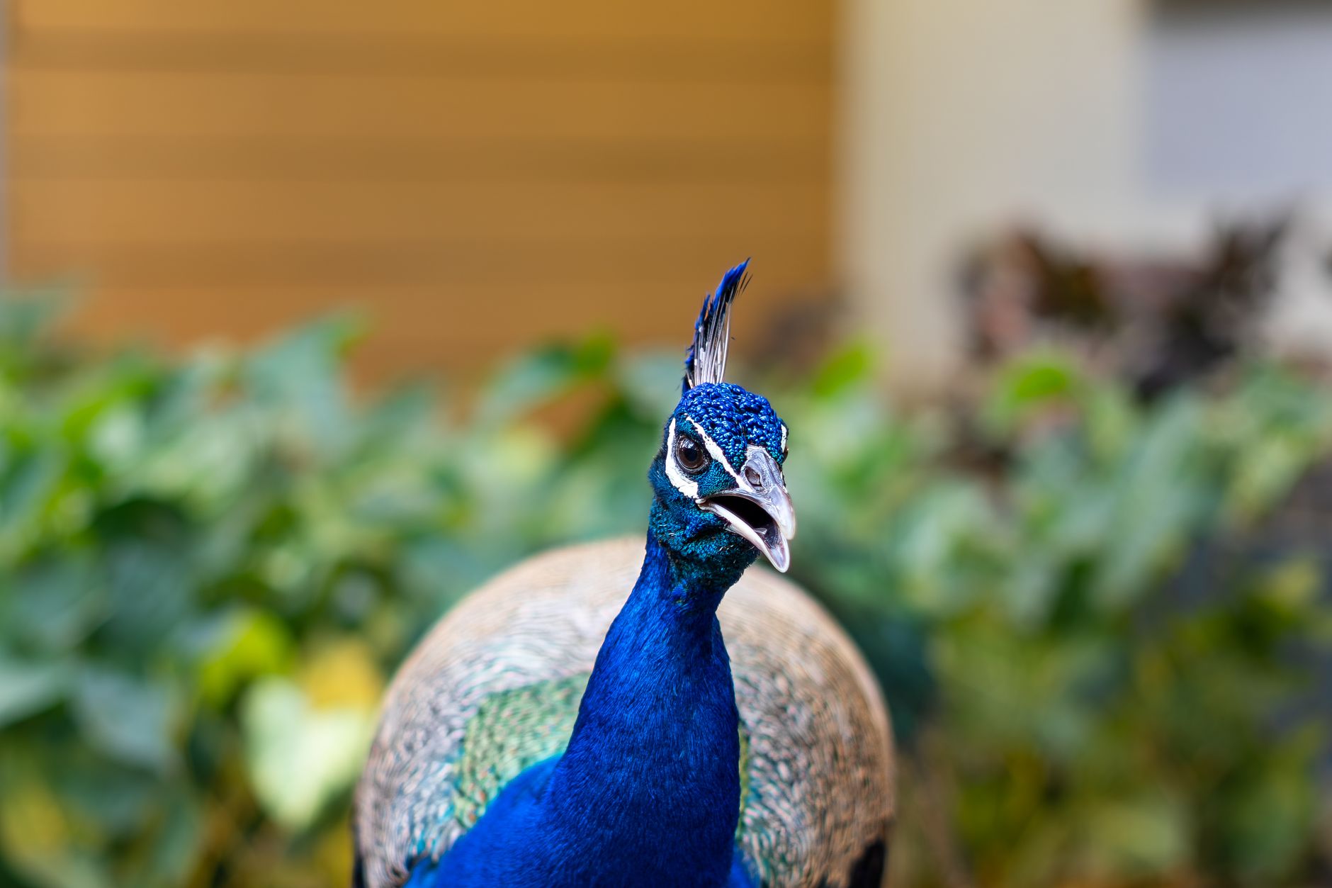 Peacock is raising prices by up to $3