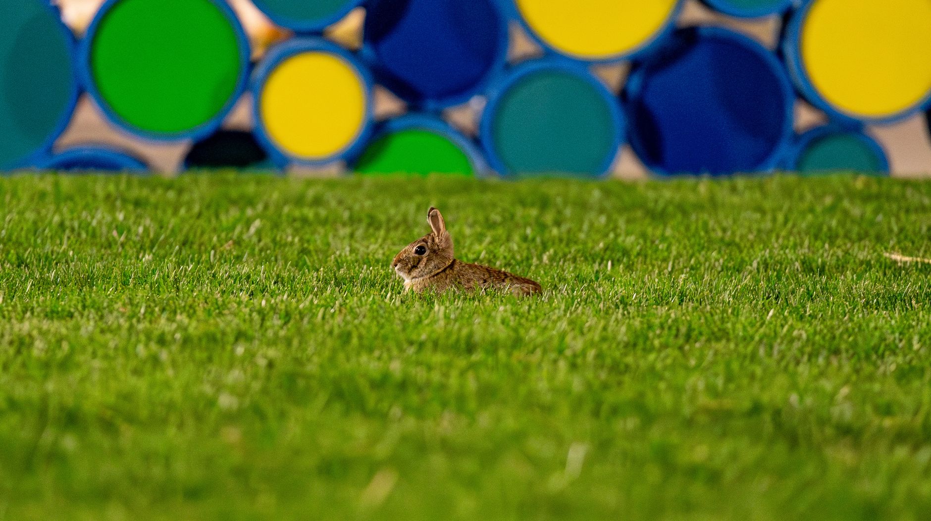 Coyote vs. Acme is even funnier because Warner Bros. Discovery tried to kill it