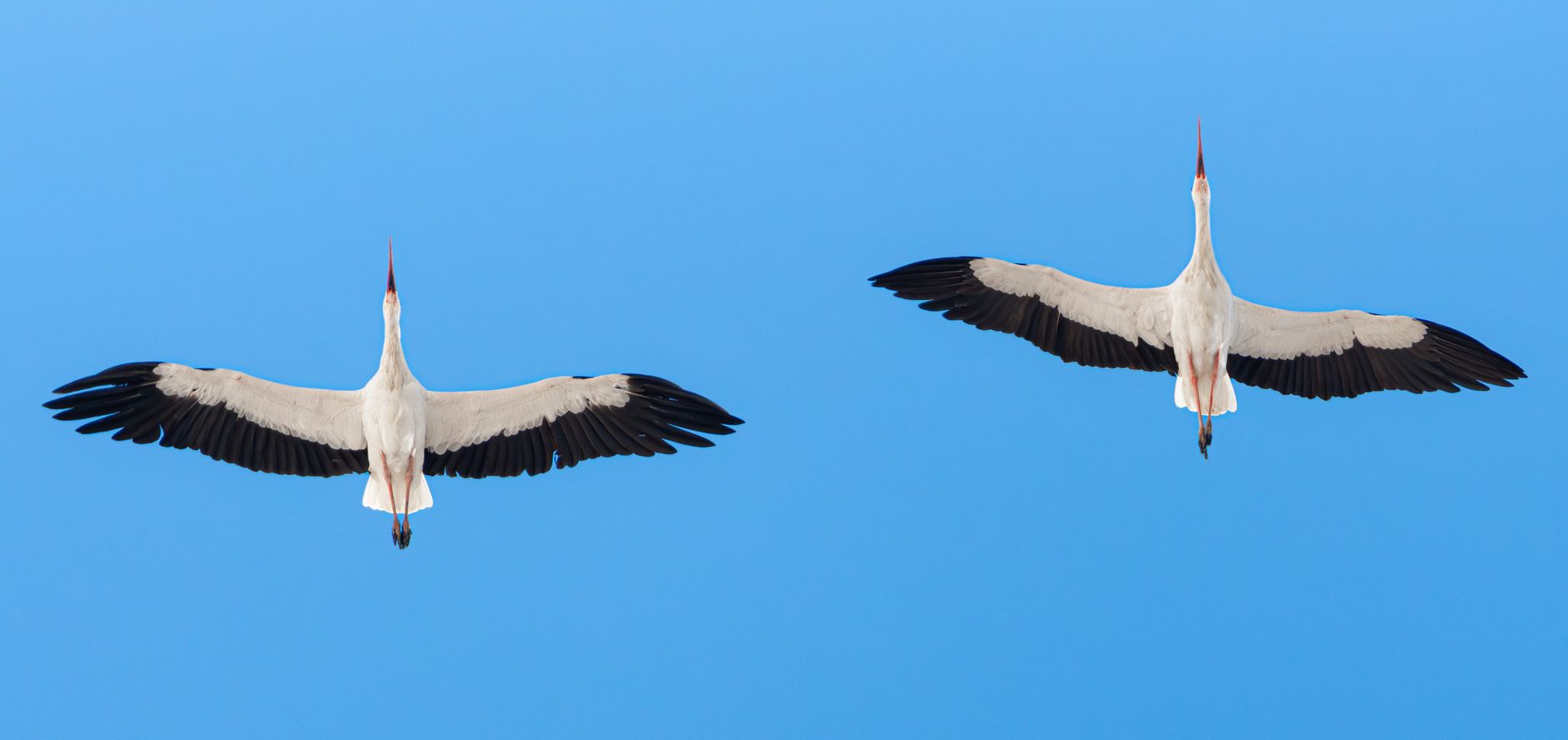 Bird or Drone? The Hardest Classification Problem in Counter-UAS Isn't the One You'd Expect