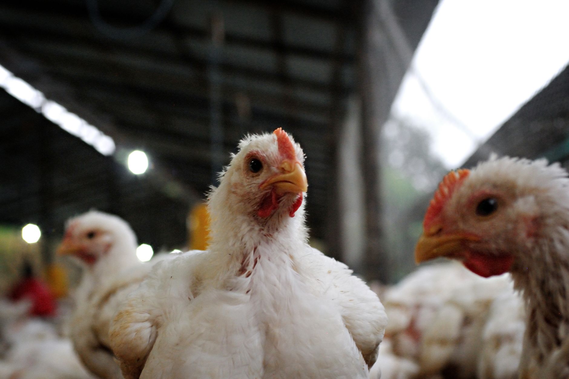 Can You Kill Salmonella in Eggs Without Cooking Them? I Tried It