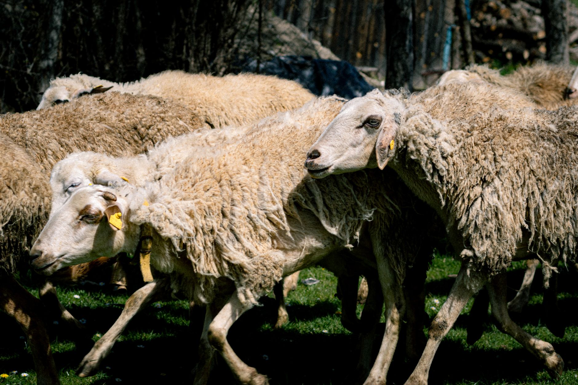 Flock Safety Is Losing Contracts on the Ground. Its Drones Are Already in the Air