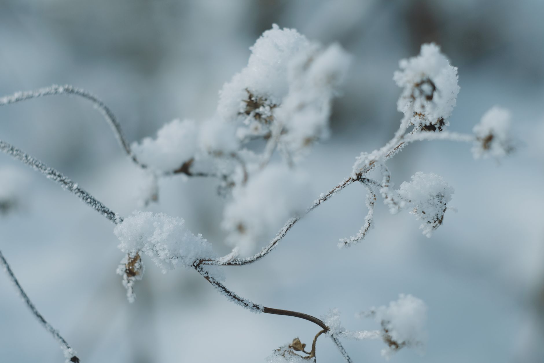 Snowflake Results Show Enterprises’ Desire For Anthropic Buffer
