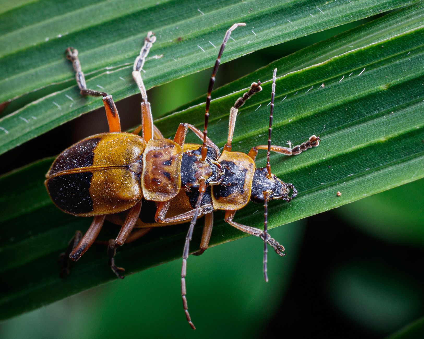 These Cyborg Cockroaches Could Save Your Life